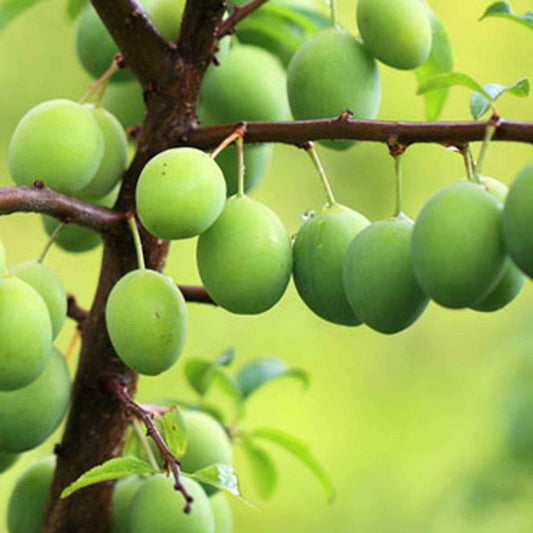 Pflaumenbaum 'Reine Claude Verte' - Prunus domestica reine-claude verte - Obst