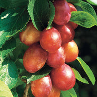 Pflaumenbäume - Pflaumenbaum ‘Victoria‘ - Prunus domestica Reine Victoria