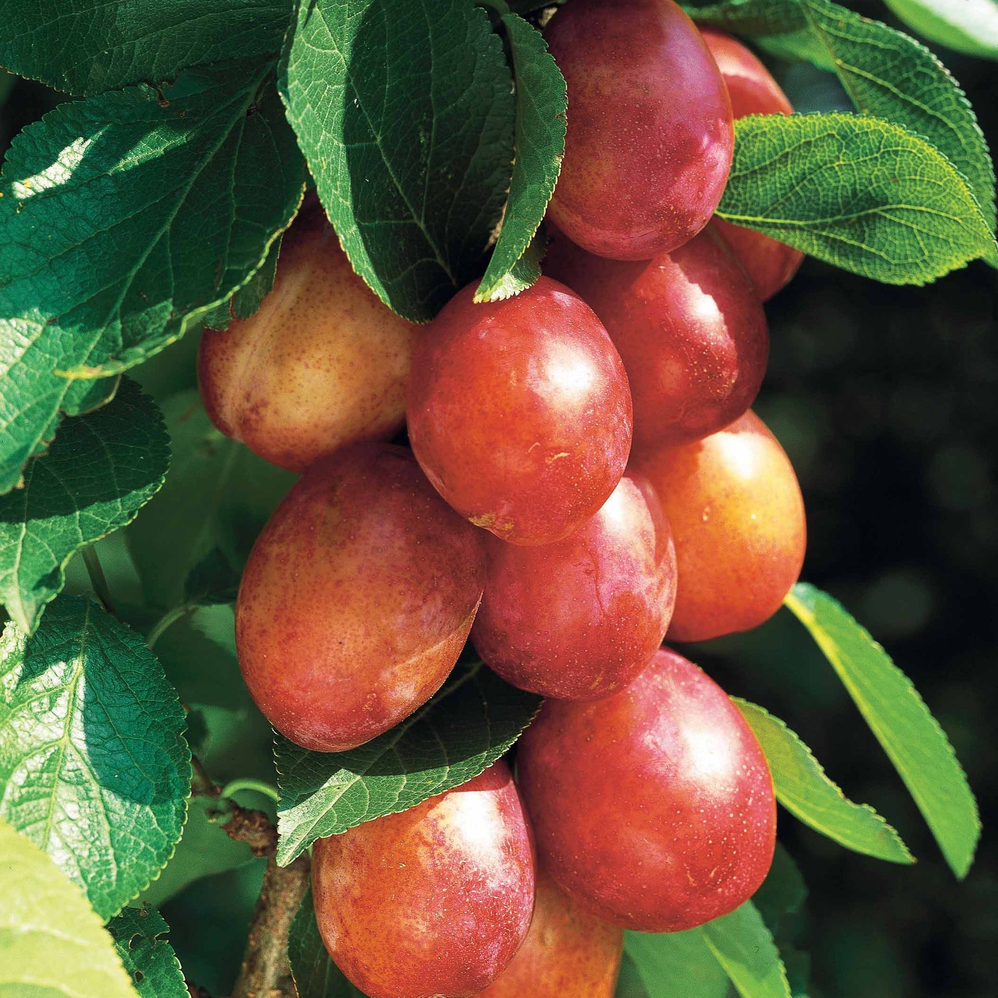 Pflaumenbäume - Pflaumenbaum ‘Victoria‘ - Prunus domestica Reine Victoria