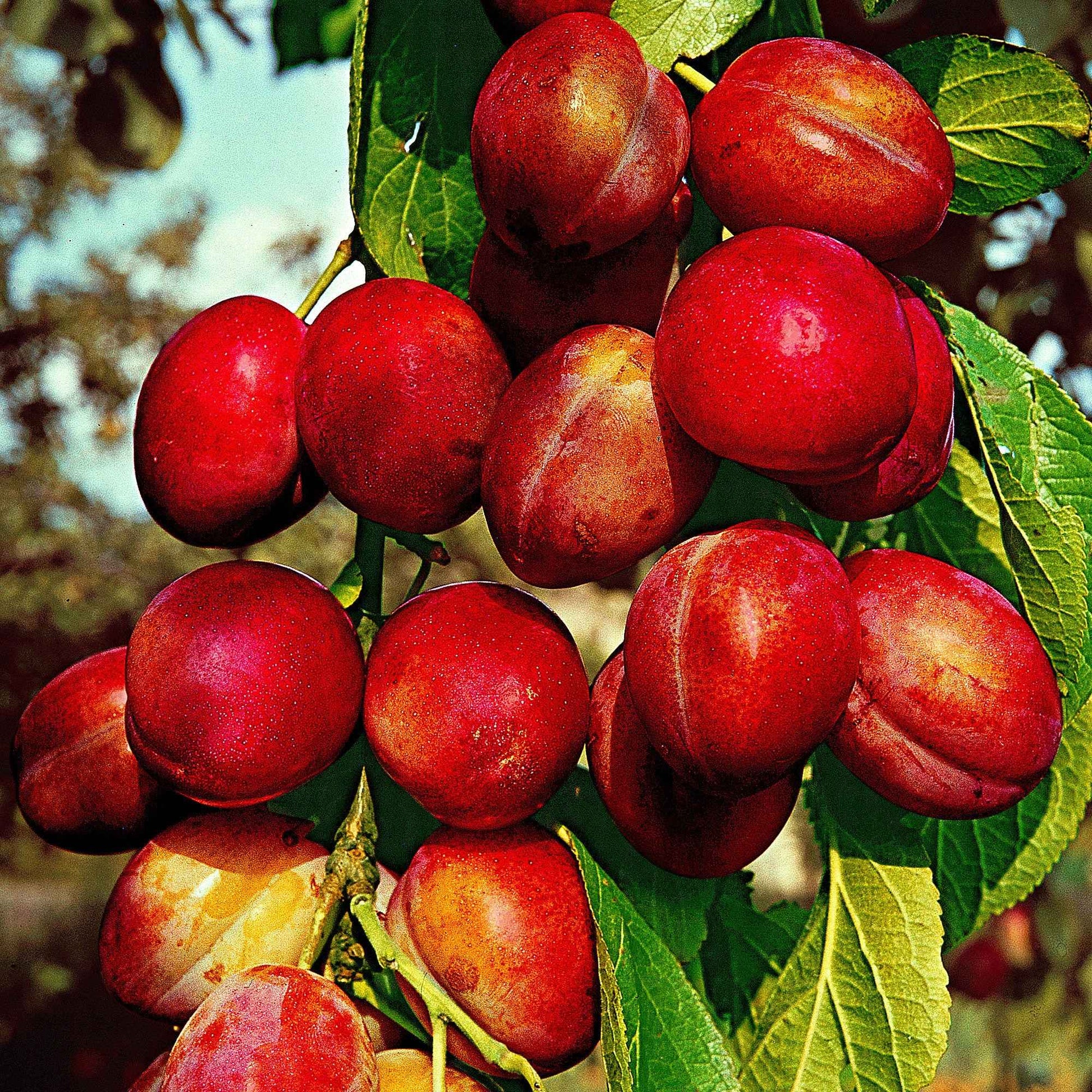 Pflaumenbaum ‘Victoria‘ - Prunus domestica reine victoria - Obst
