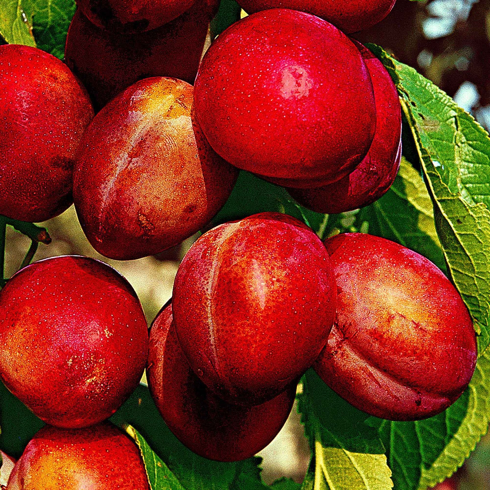 Pflaumenbaum ‘Victoria‘ - Prunus domestica reine victoria - Obstbäume