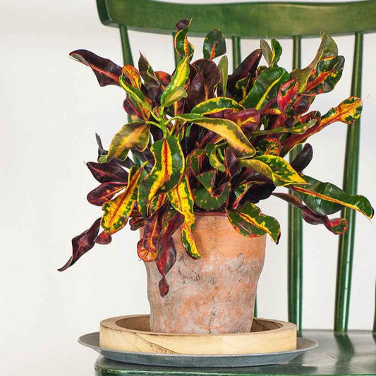 Wunderstrauch 'Mammi' - Bakker