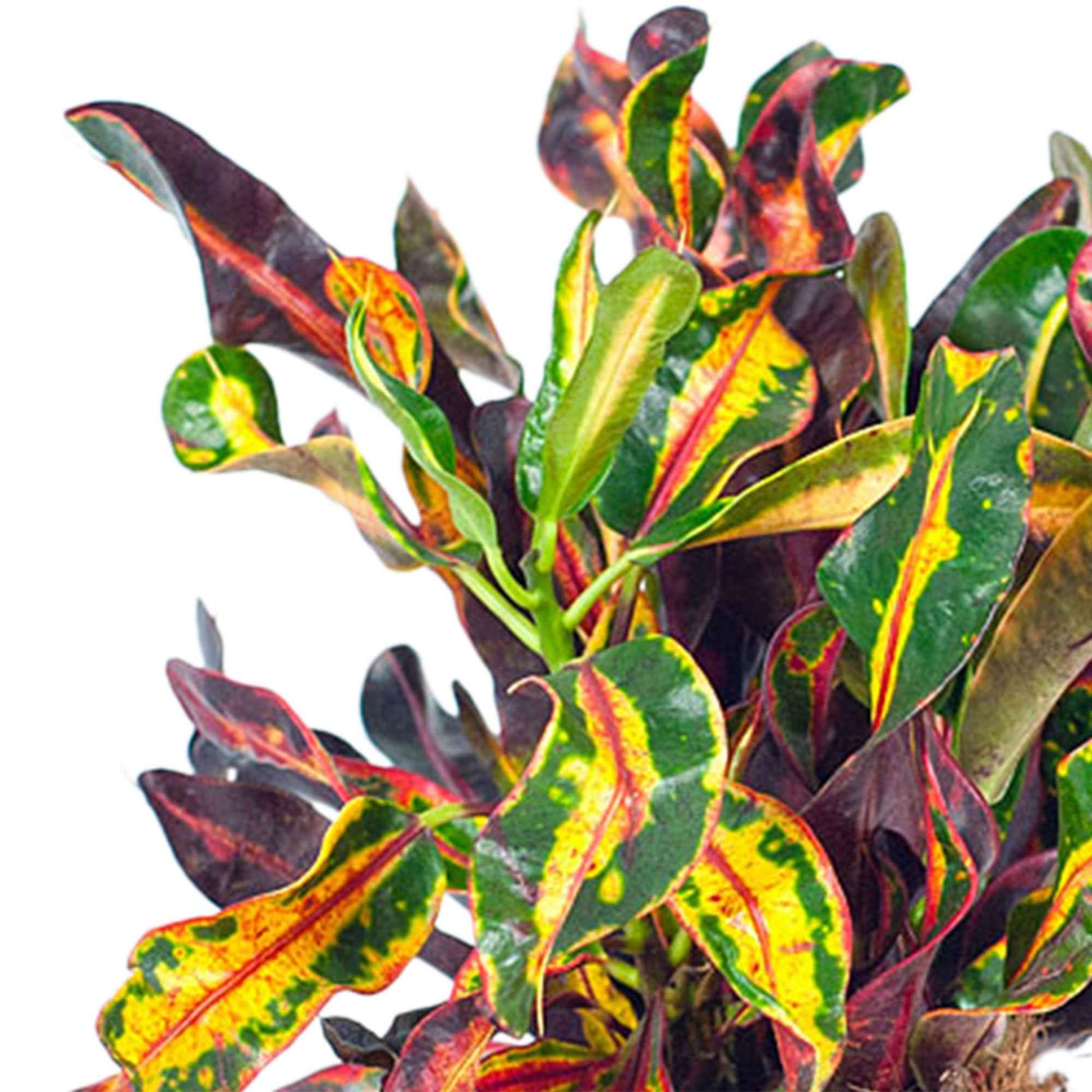Wunderstrauch 'Mammi' - Codiaeum variegatum mammi - Grüne Zimmerpflanzen