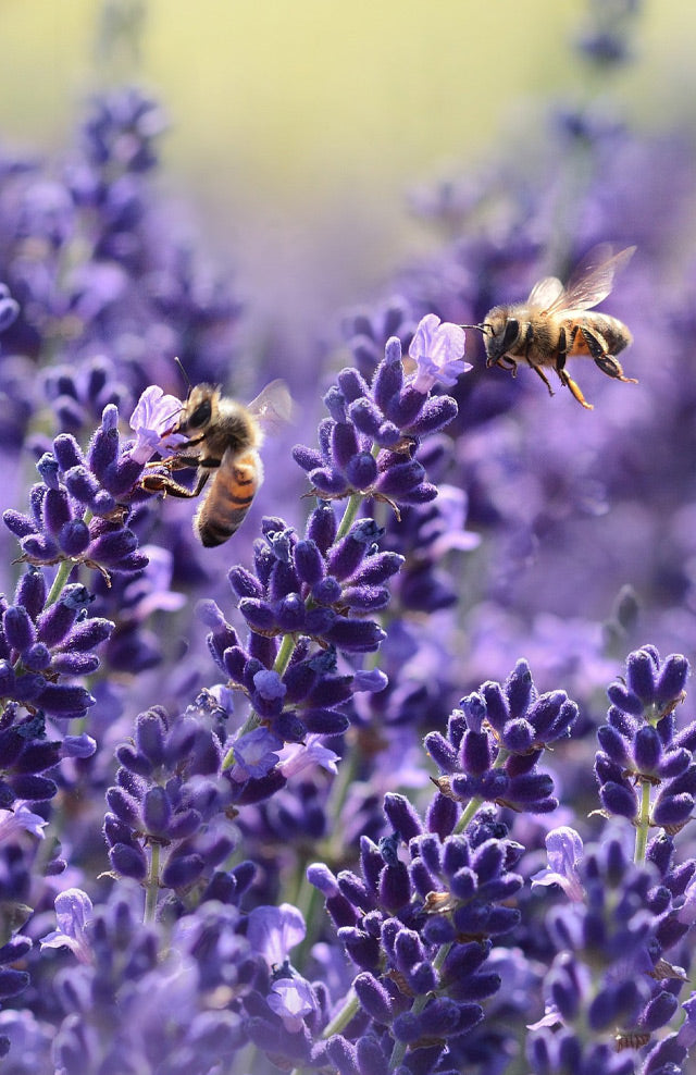 Pflanzenversand Pflanzen Online Kaufen