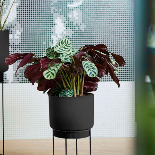 Korbmarante - Bakker