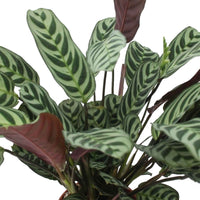 Korbmarante - Ctenanthe burle-marxii - Grüne Zimmerpflanzen