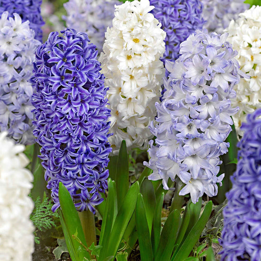 Hyazinthe 'Blue Sky' (x9) - Hyacinthus orientalis - Blumenzwiebeln