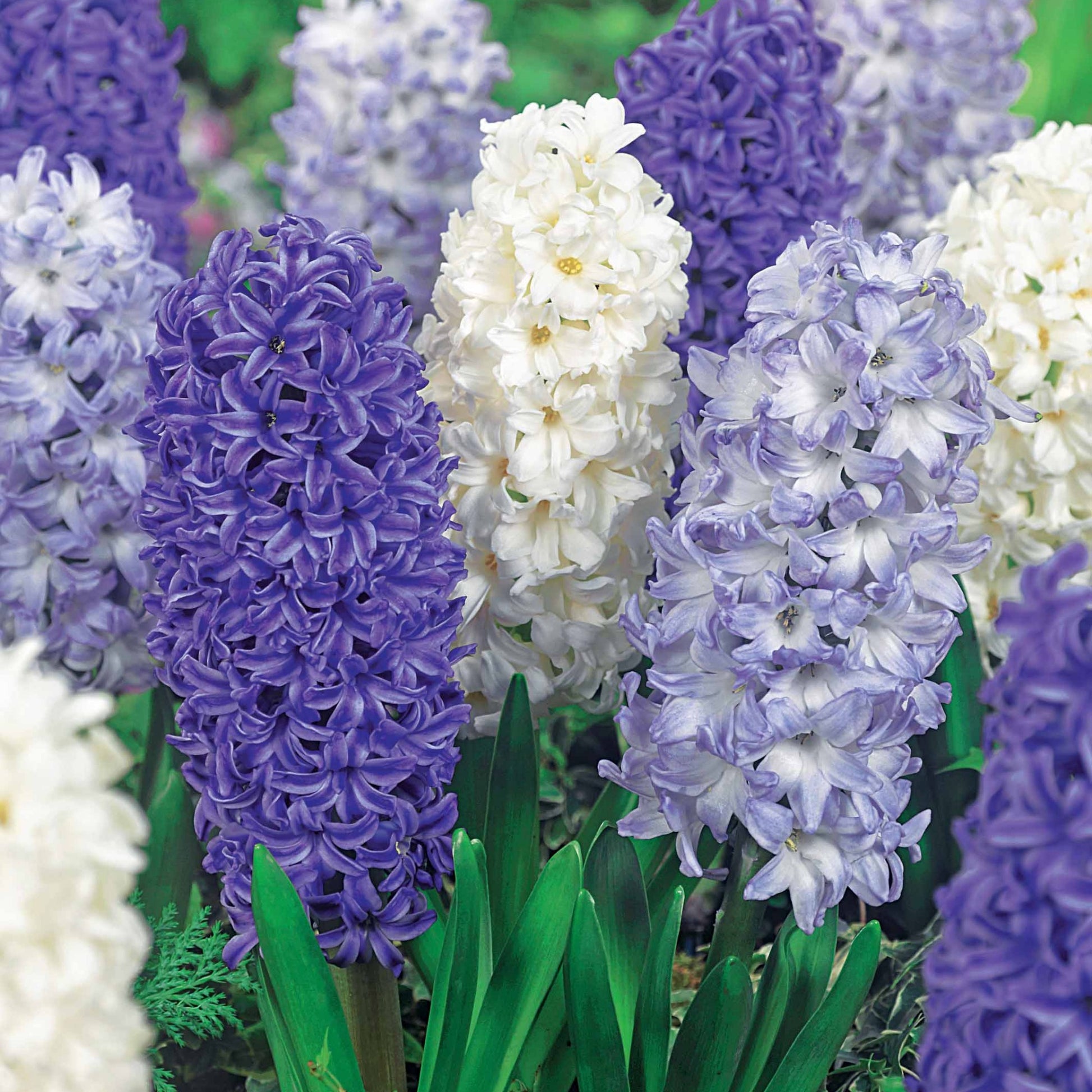 Hyazinthe 'Blue Sky' (x9) - Bakker
