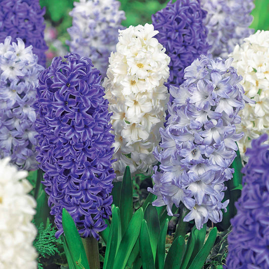 Hyazinthe 'Blue Sky' (x9) - Bakker