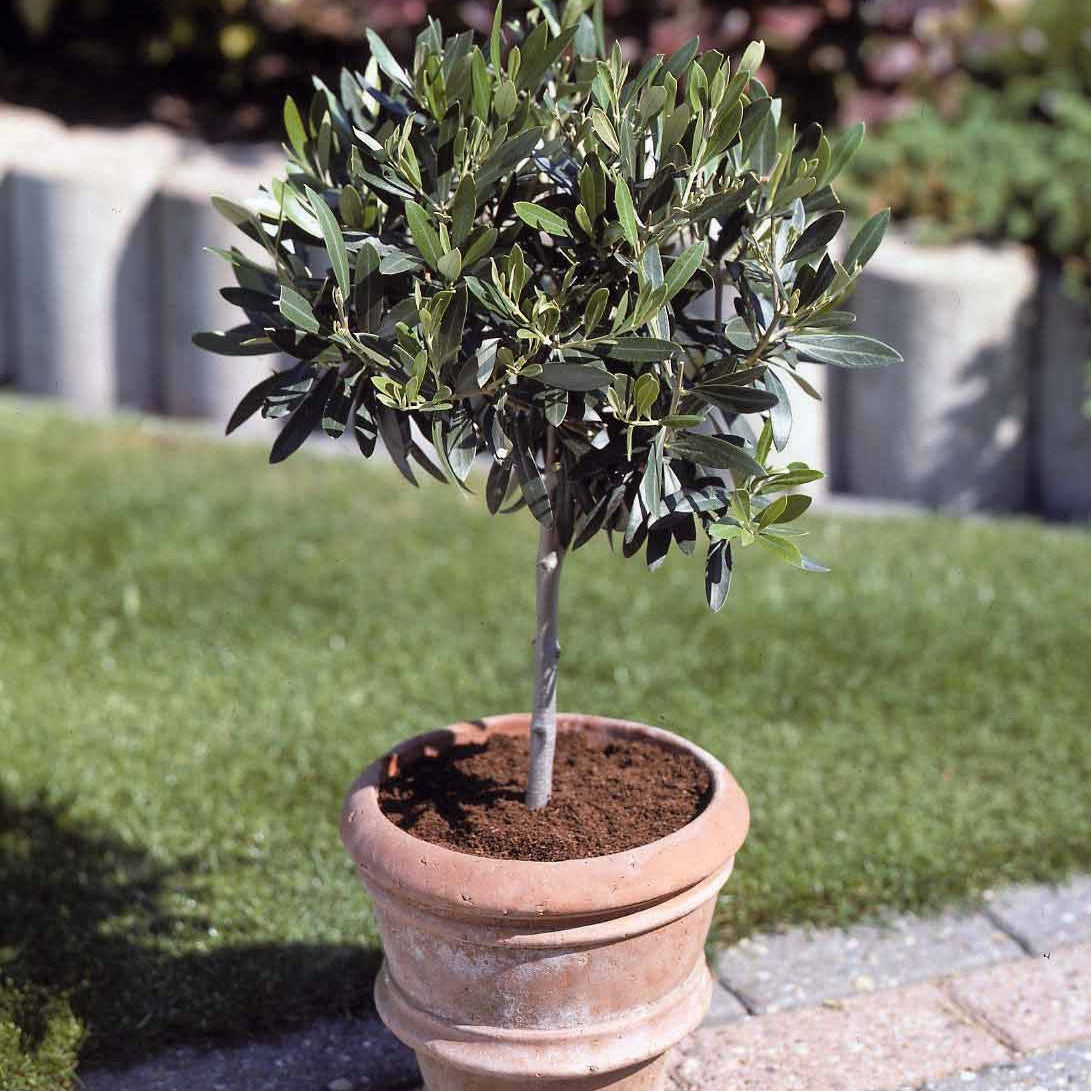 Olivenbäume - Olivenbaum auf Stamm - Olea europaea