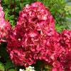 Rispenhortensie 'Diamant Rouge' - Hydrangea paniculata diamant rouge ® 'rendia' - Gartenpflanzen