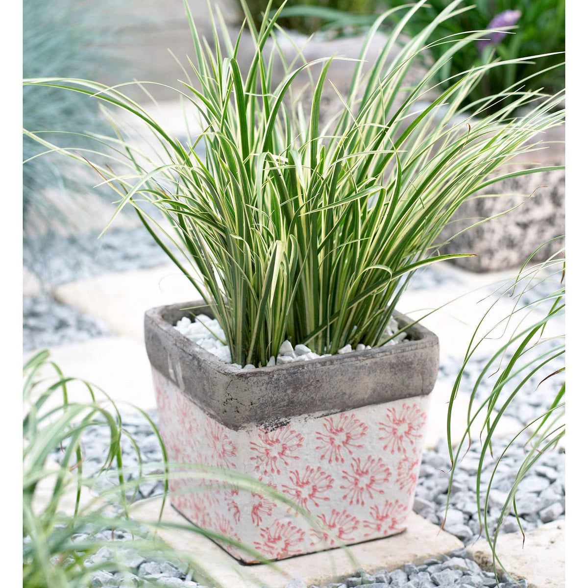 Kalmus 'Argenteostriatus' - Bakker