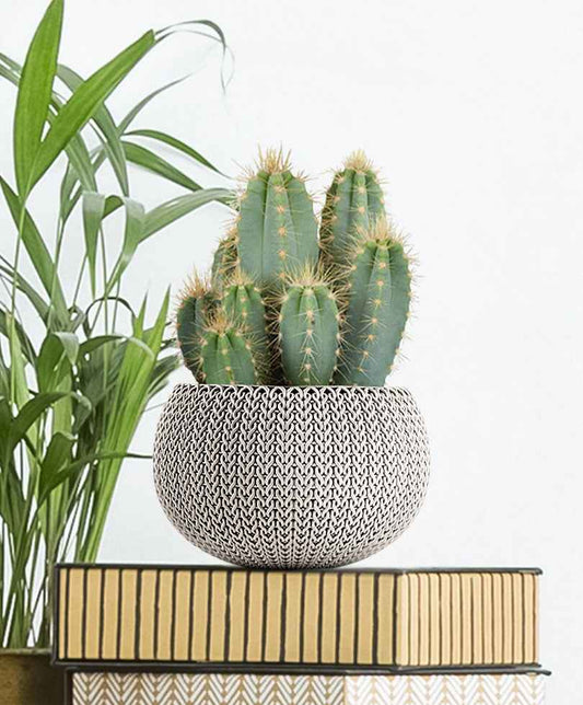 Säulenkaktus Pilocereus azureus - Bakker