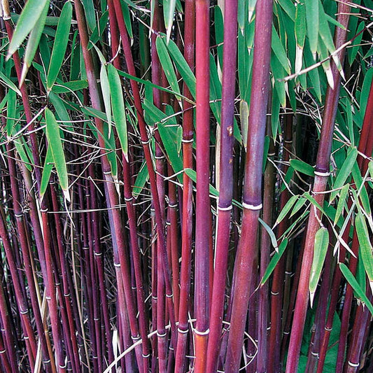 Roter bambus - Fargesia Jiuzhaigou genf - Gartenpflanzen