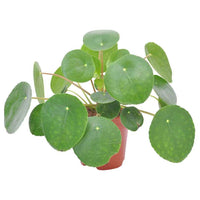 Pfannkuchenpflanze Pilea peperomioides - Pilea peperomioides - Nach Trends