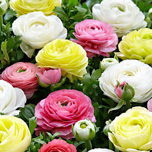 Ranunkel Mischung 'Pastell' (x30) - Ranunculus - Blumenzwiebeln