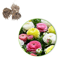 Ranunkel Mischung 'Pastell' (x30) - Ranunculus - Blumenzwiebeln Frühlingsblüher