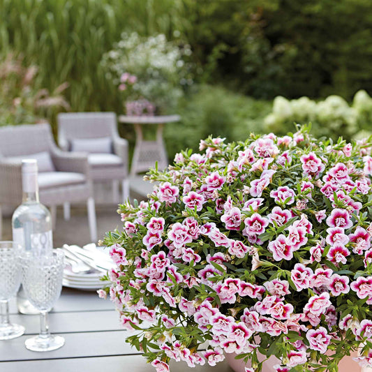 Zauberglöckchen MiniFamous Double PinkTastic - Calibrachoa hybride pinktastic - Terrasse balkon