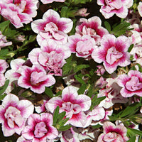 Zauberglöckchen MiniFamous Double PinkTastic (x3) - Calibrachoa hybride pinktastic - Beetpflanzen