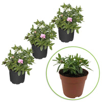 Zauberglöckchen MiniFamous Double PinkTastic (x3) - Calibrachoa hybride pinktastic - Petunien und Zauberglöckchen