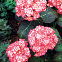 Verkauf Bauernhortensie 'Miss Saori'® - Hydrangea macrophylla miss saori (h2002)