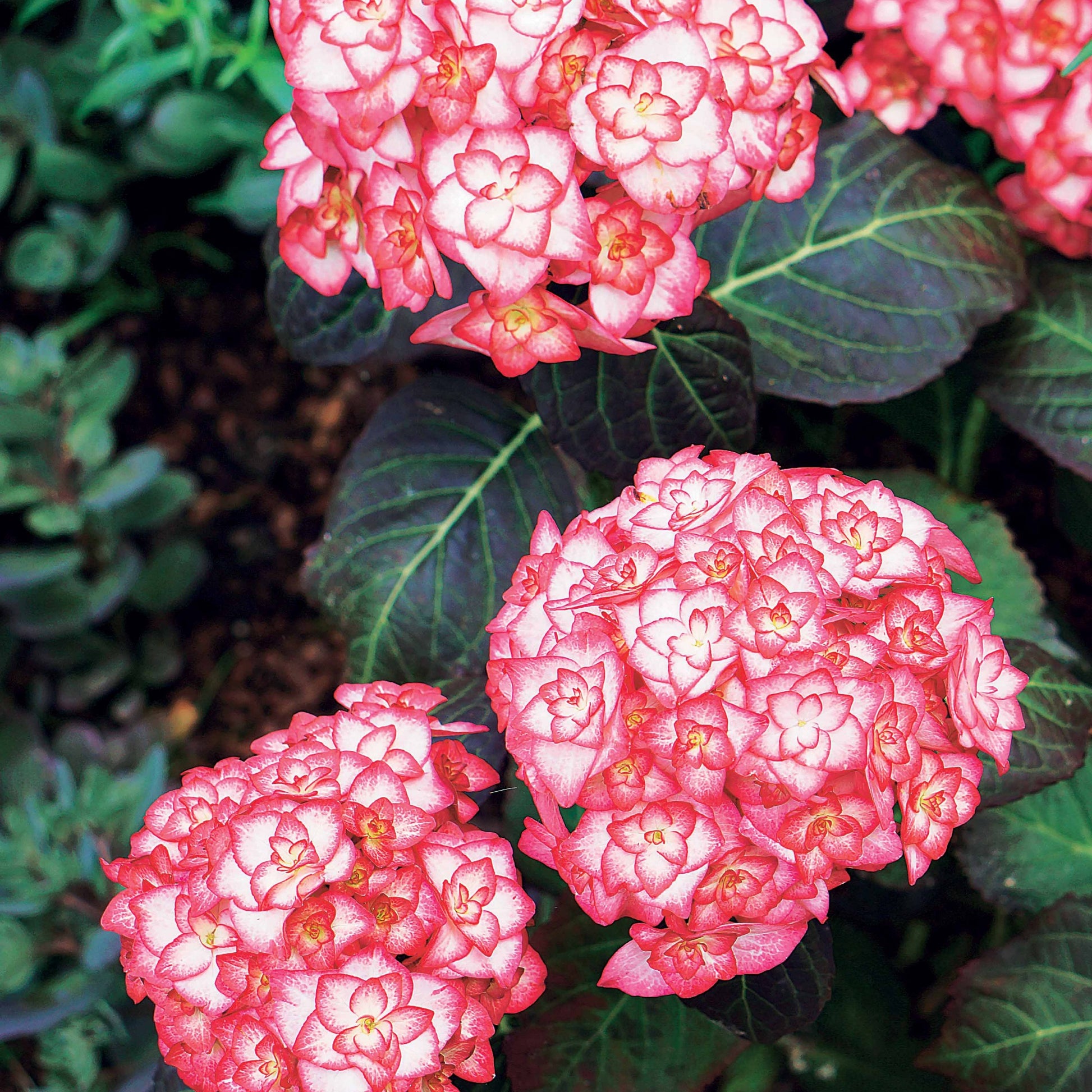 Verkauf Bauernhortensie 'Miss Saori'® - Hydrangea macrophylla miss saori (h2002)