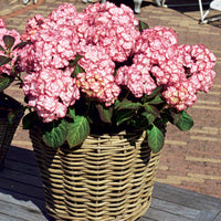 Großblättrige Hortensie - Bauernhortensie 'Miss Saori'® - Hydrangea macrophylla miss saori (h2002)