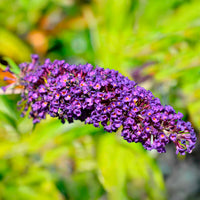 Schmetterlingsflieder - Buddleja davidii Empire Blue - Bakker