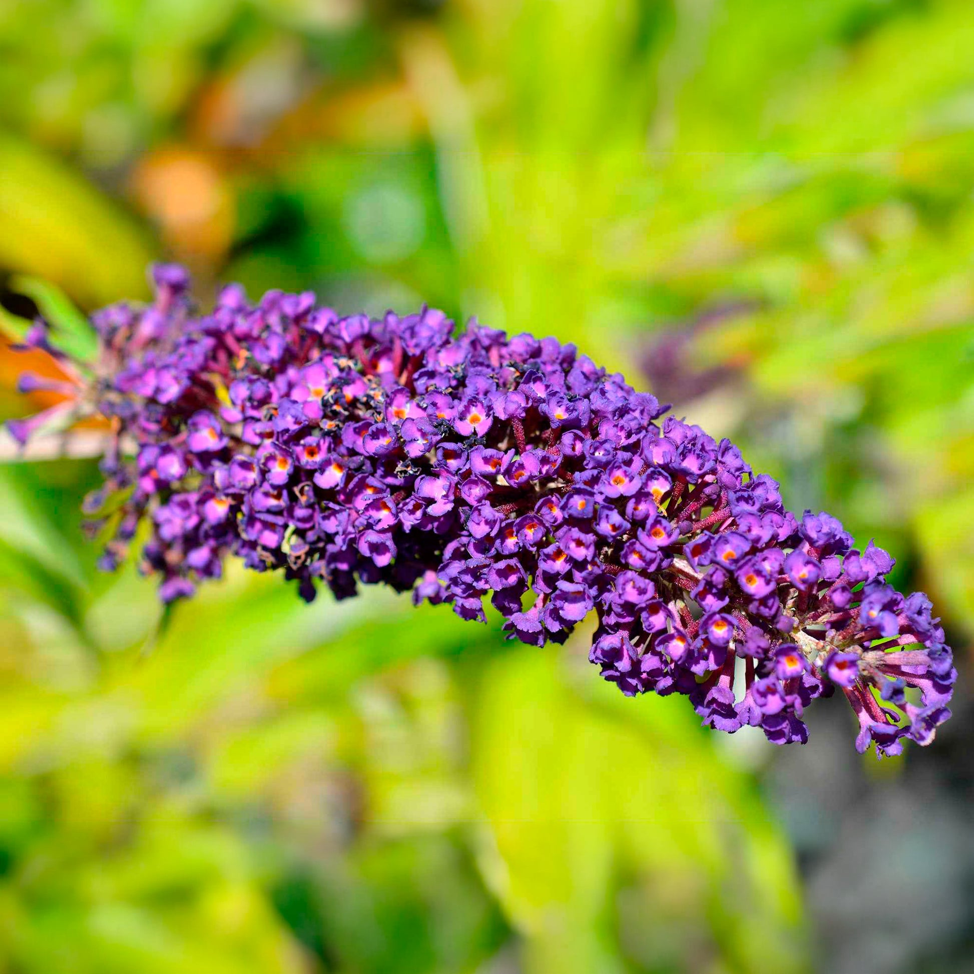 Schmetterlingsflieder - Buddleja davidii Empire Blue - Bakker