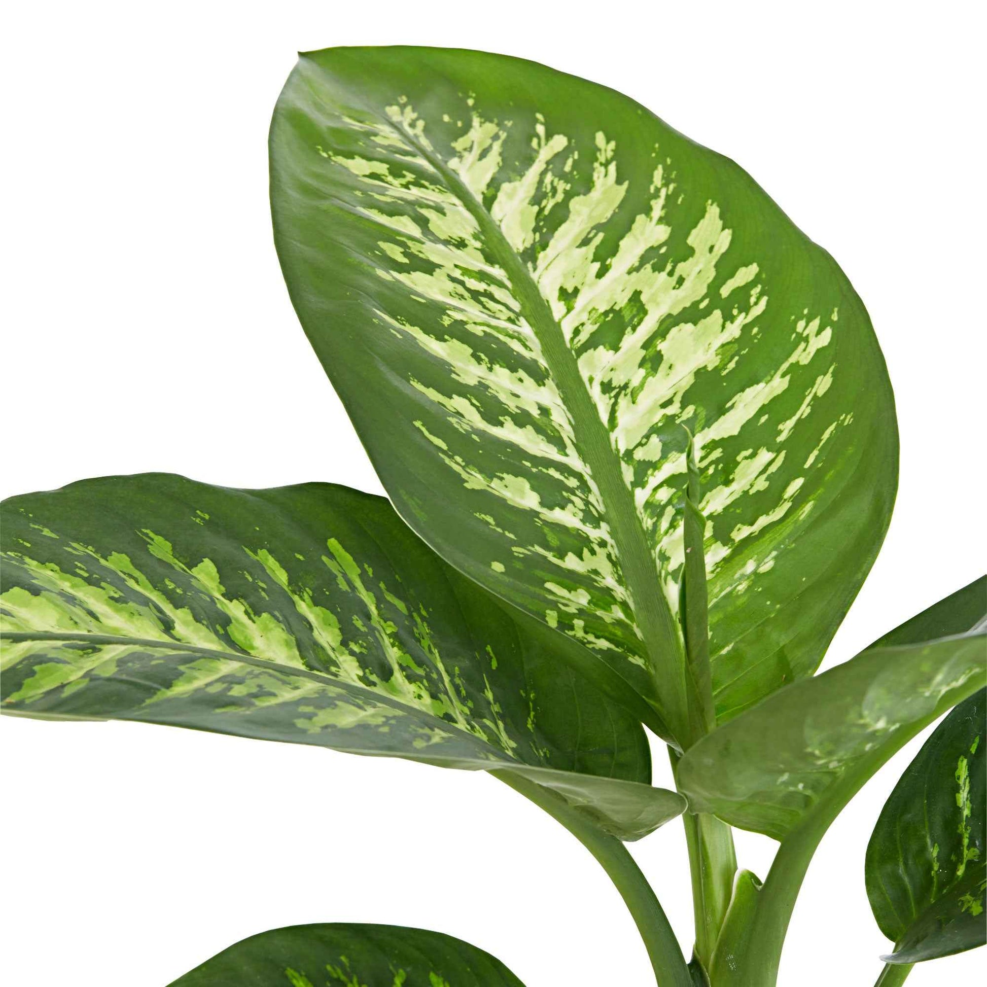dieffenbachia blätter tropfen Dieffenbachie 'Tropic Snow' - Dieffenbachia tropic snow