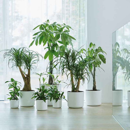 Elho Blumentopf B.for soft rund weiß - Bakker