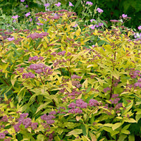 Spierstrauch 'Goldflame' - Spiraea japonica goldflame - Gartenpflanzen