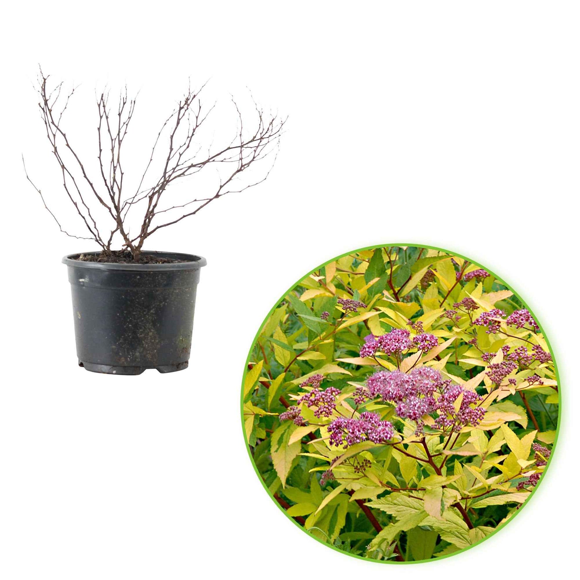 Spierstrauch 'Goldflame' - Spiraea japonica goldflame