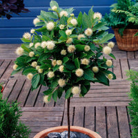 Cephalanthus auf einem Stamm - Cephalanthus occidentalis - Gartenpflanzen