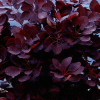 Perückenstrauch Cotinus 'Royal Purple' - Cotinus coggygria royal purple - Sträucher und Stauden