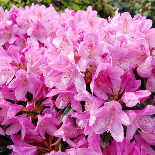 Alpenrose 'Roseum Elegans' - Rhododendron roseum elegans - Gartenpflanzen
