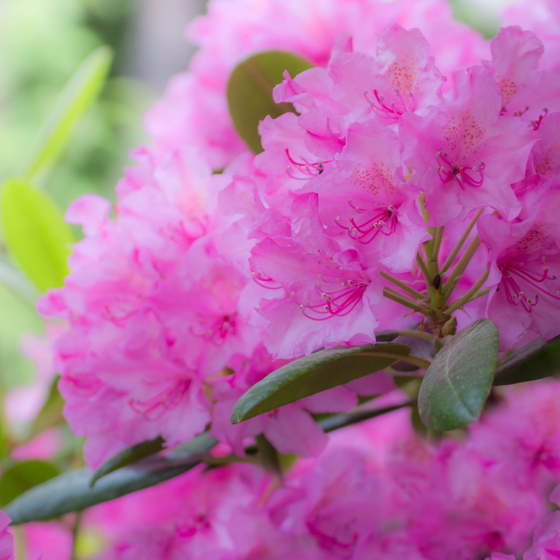 Alpenrose 'Roseum Elegans' - Rhododendron roseum elegans - Rhododendron
