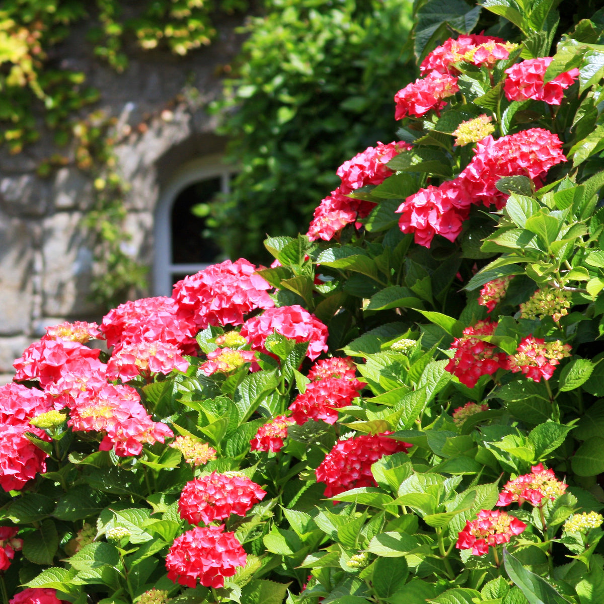 Hortensie rot 'Alpenglühen' - Hydrangea macrophylla Alpenglühen - Bakker
