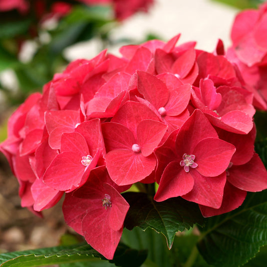 Bauernhortensie macrophylla Rot - Bakker