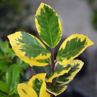 Stechpalme 'Golden King' - Ilex x altaclerensis Golden King - Gartenpflanzen