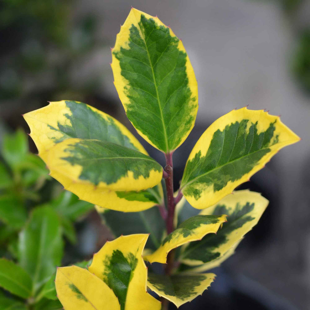 Stechpalme 'Golden King' - Bakker