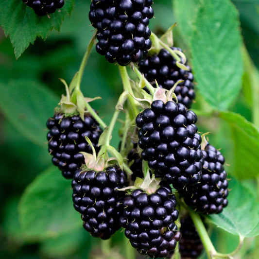 Dornenlose Brombeere 'Black Satin' - Rubus fruticosus 'Black Satin' - Obst
