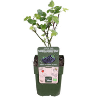 Dornenlose Brombeere 'Black Satin' - Rubus fruticosus 'Black Satin' - Kleine Obstbäume