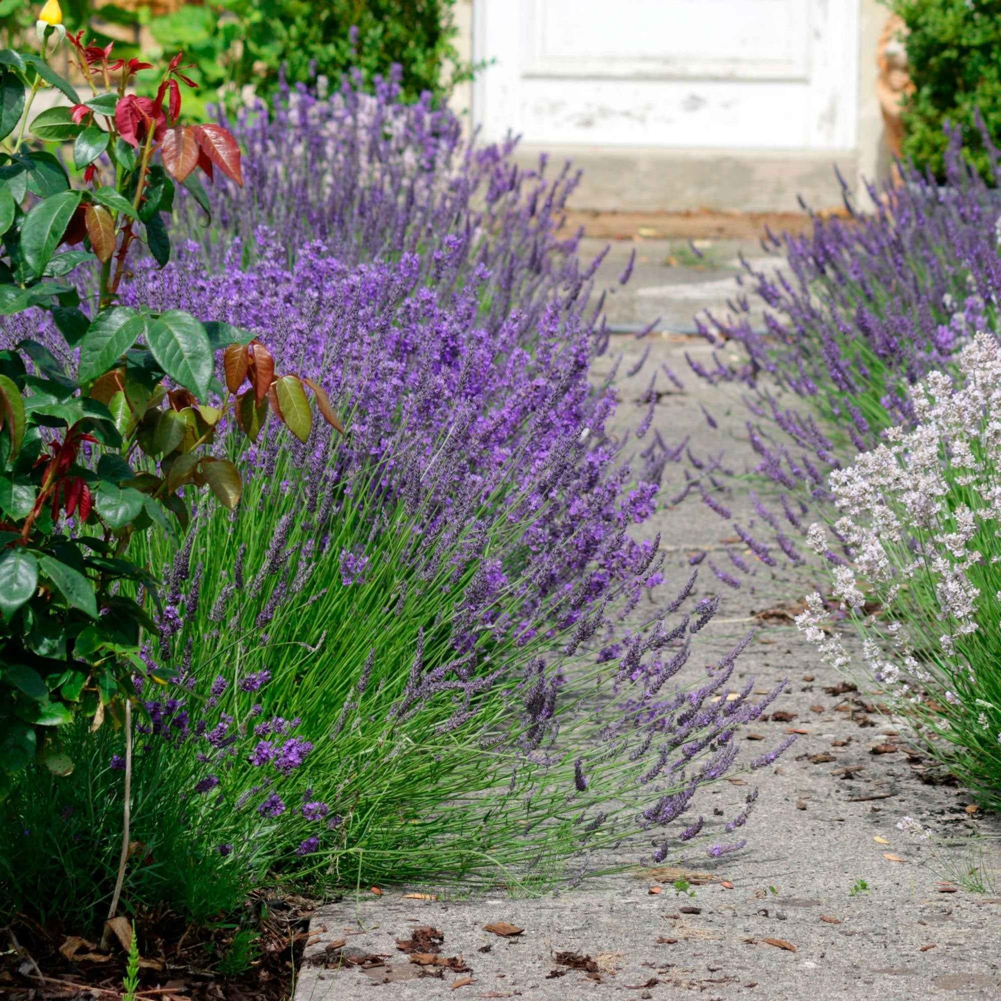 Lavendel (x3) - Lavandula angustifolia ardeche - Gartenpflanzen