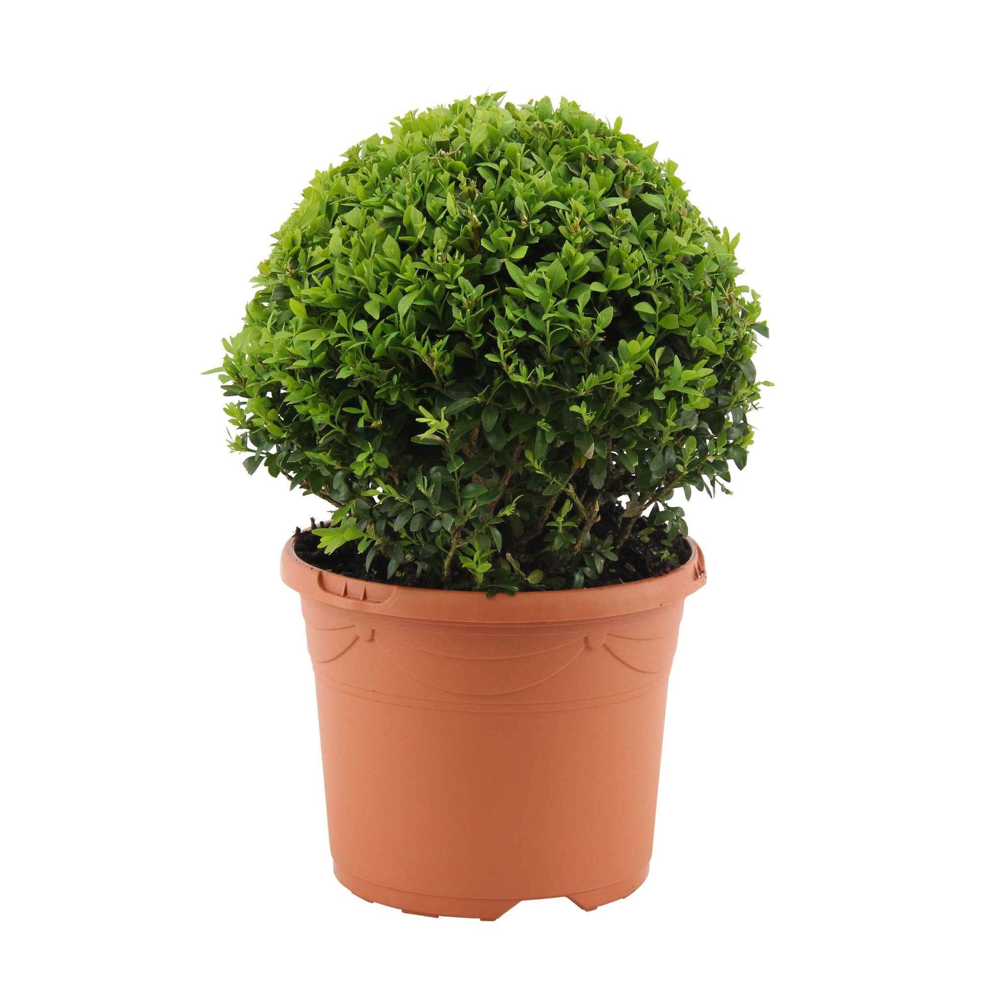Buchsbaum Kugelform - Buxus sempervirens - Buchsbaum – Buxaceae