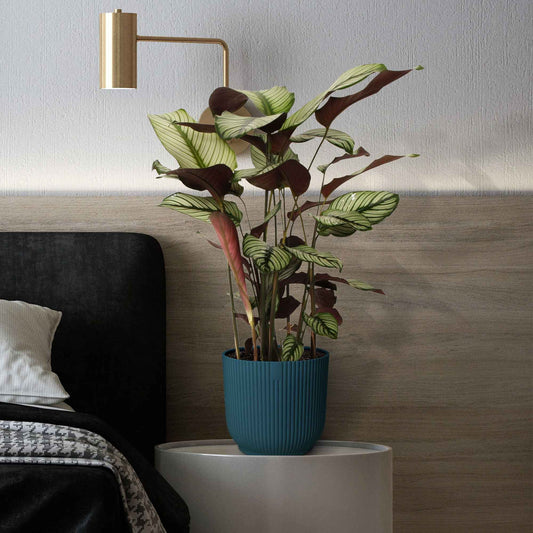 Korbmarante 'White Star' - Bakker