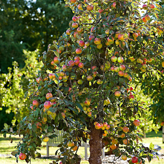 Apfelbaum 'Elstar' - Malus domestica elstar - Obst