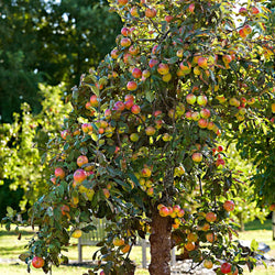 Apfel Elstar - Bakker