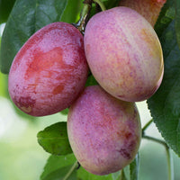 Pflaumenbau 'Opal' - Prunus domestica opal - Obst