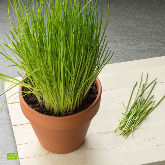 Bio-Schnittlauch - Bakker